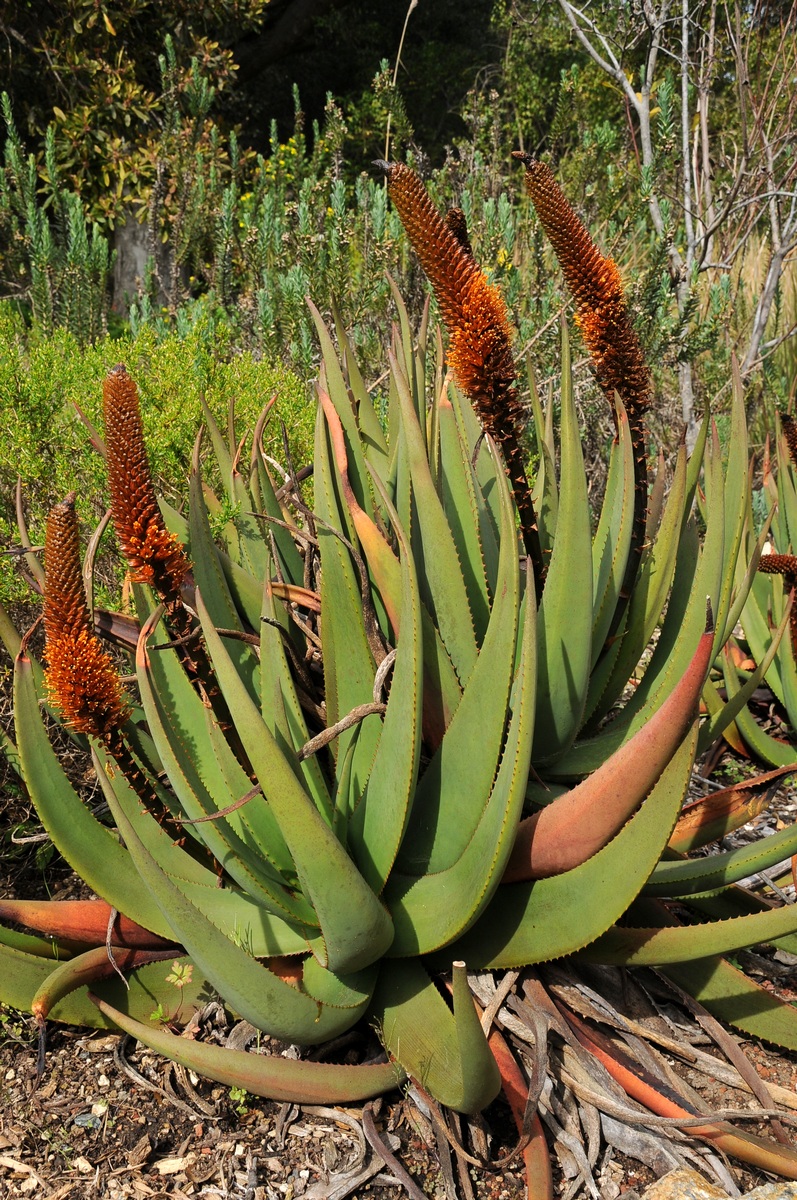 Изображение особи Aloe castanea.