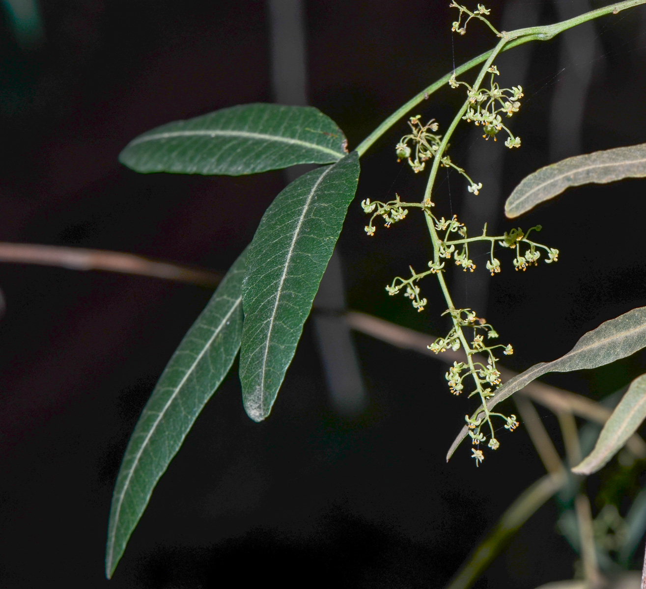 Image of Searsia lancea specimen.