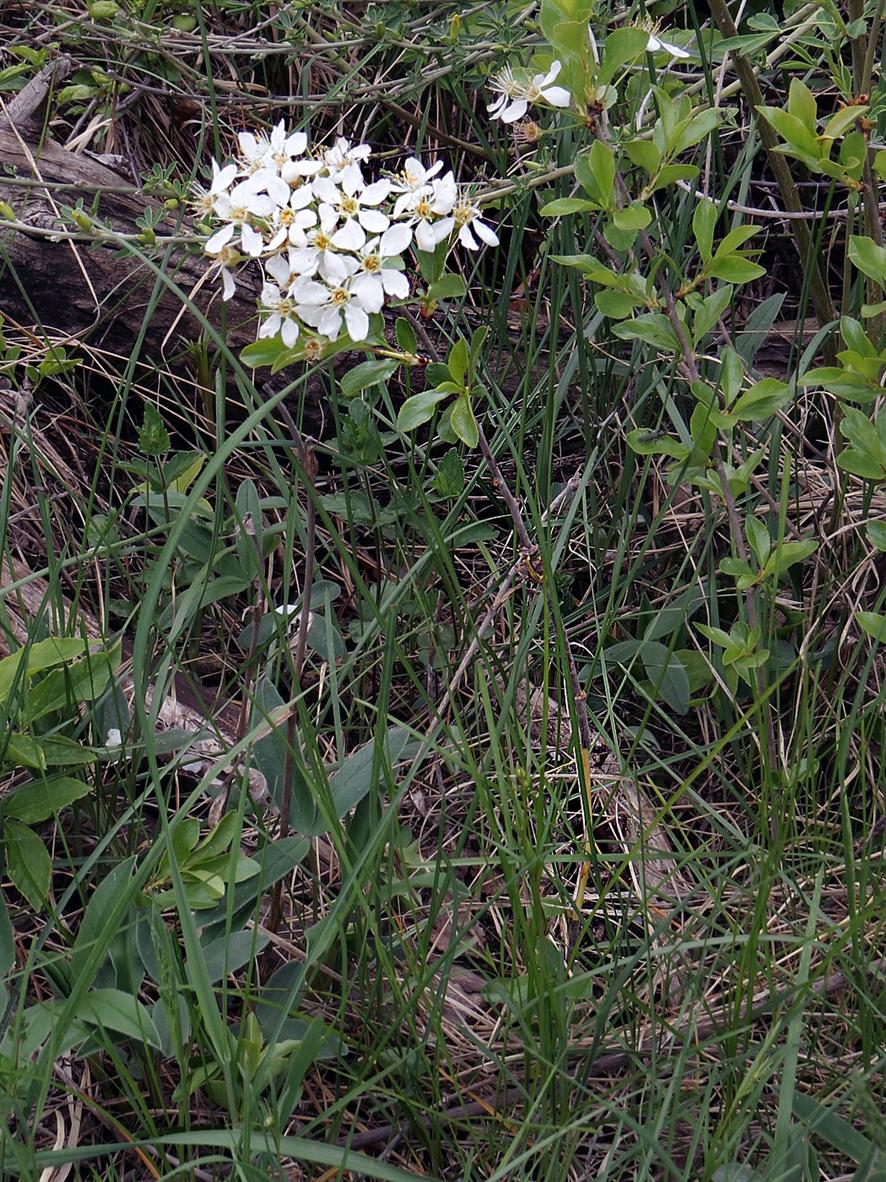 Image of Cerasus fruticosa specimen.