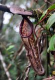 Nepenthes sanguinea. Ловчий кувшинчик (длина около 20 см). Малайзия, Камеронское нагорье, гора Ирау, ≈ 1900 м н.у.м., туманный (моховой) лес. 04.05.2017.