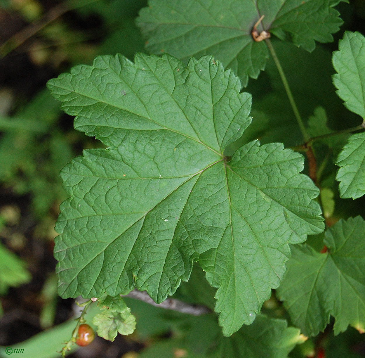 Image of genus Ribes specimen.