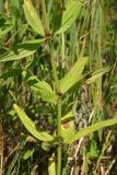 Galium physocarpum. Часть побега. Ростовская обл., Цимлянский р-н, пос. Сосенки, сосняк на песке. 21.06.2017.