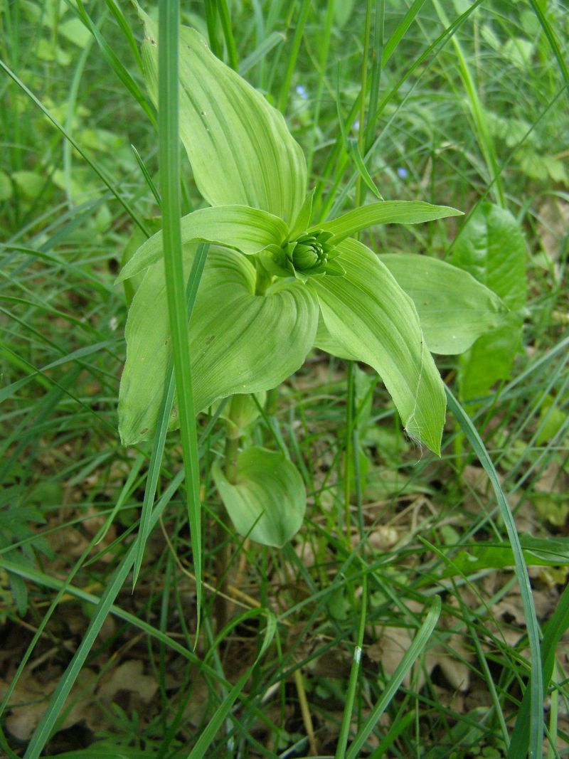 Image of Epipactis helleborine specimen.