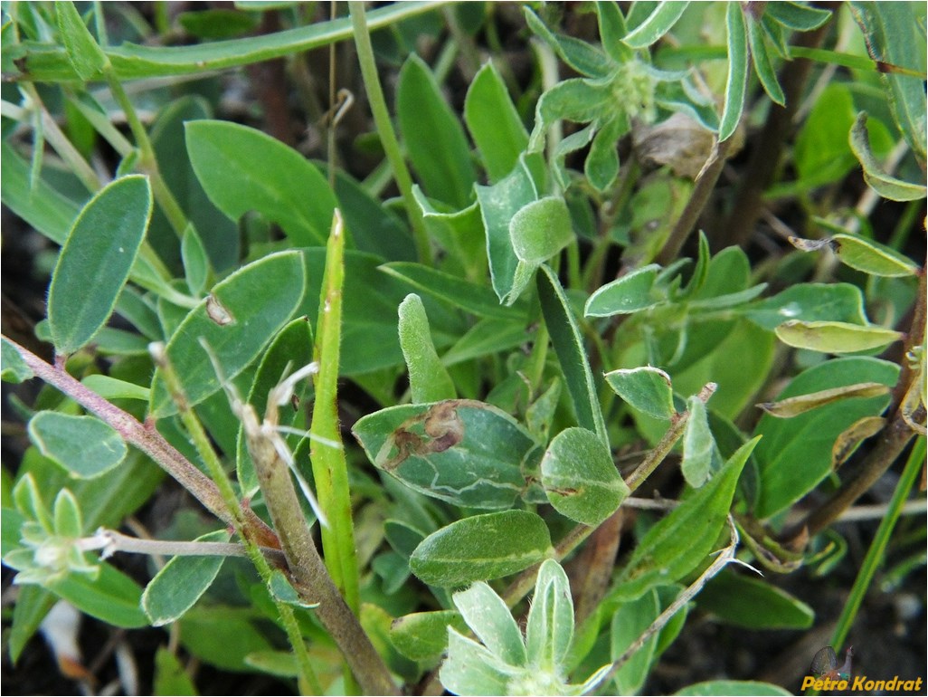 Image of Anthyllis carpatica specimen.