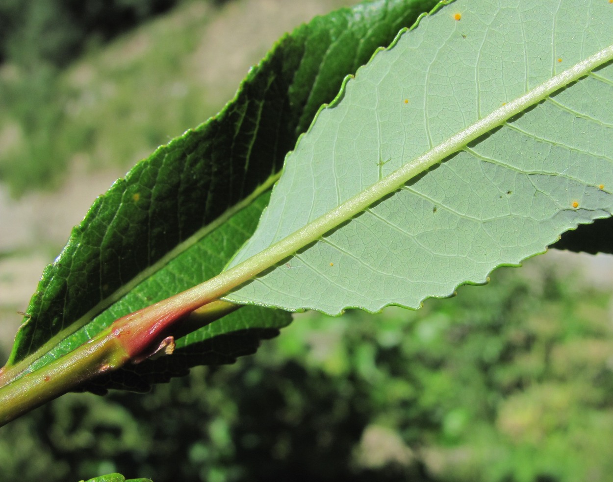 Image of Salix kazbekensis specimen.