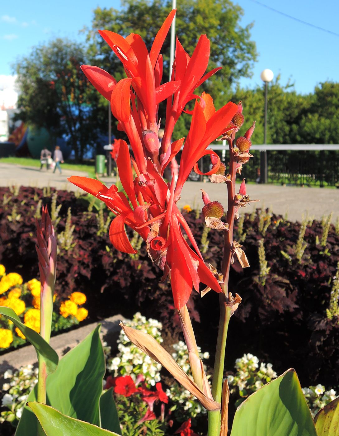 Изображение особи Canna indica.