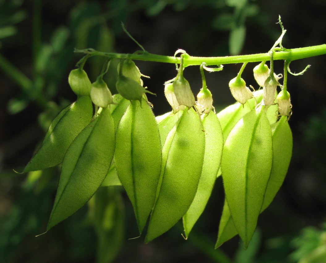 Изображение особи Astragalus propinquus.