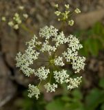 Pimpinella nigra. Соцветие. Северный Урал, Пермский край, правый берег р. Язьва в р-не дер. Ванькова, скальник. 19 августа 2017 г.