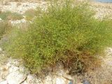 View full-size image Ochradenus baccatus