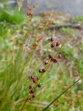 Juncus compressus. Верхушка плодоносящего растения. Марий Эл, г. Йошкар-Ола, берег р. Малая Кокшага. 26.09.2017.