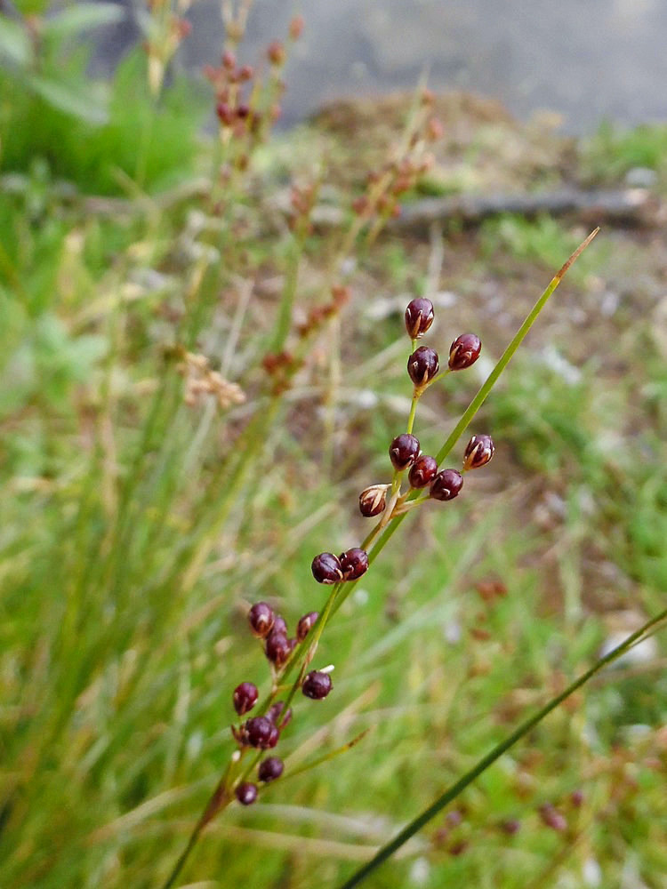 Image of Juncus compressus specimen.