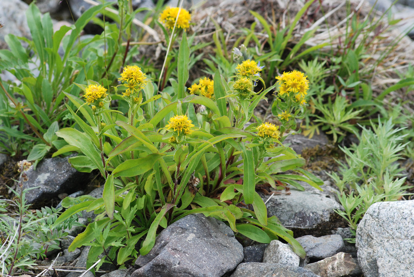 Image of Solidago compacta specimen.