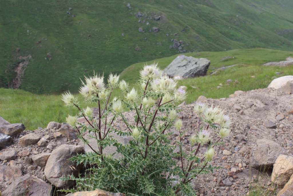 Image of Cirsium obvallatum specimen.