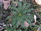 Erodium cicutarium. Вегетирующее растение. Украина, г. Николаев, Заводской р-н, Намыв, берег р. Южный Буг. 01.02.2018.