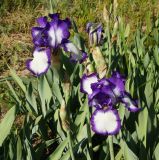 Iris &times; hybrida