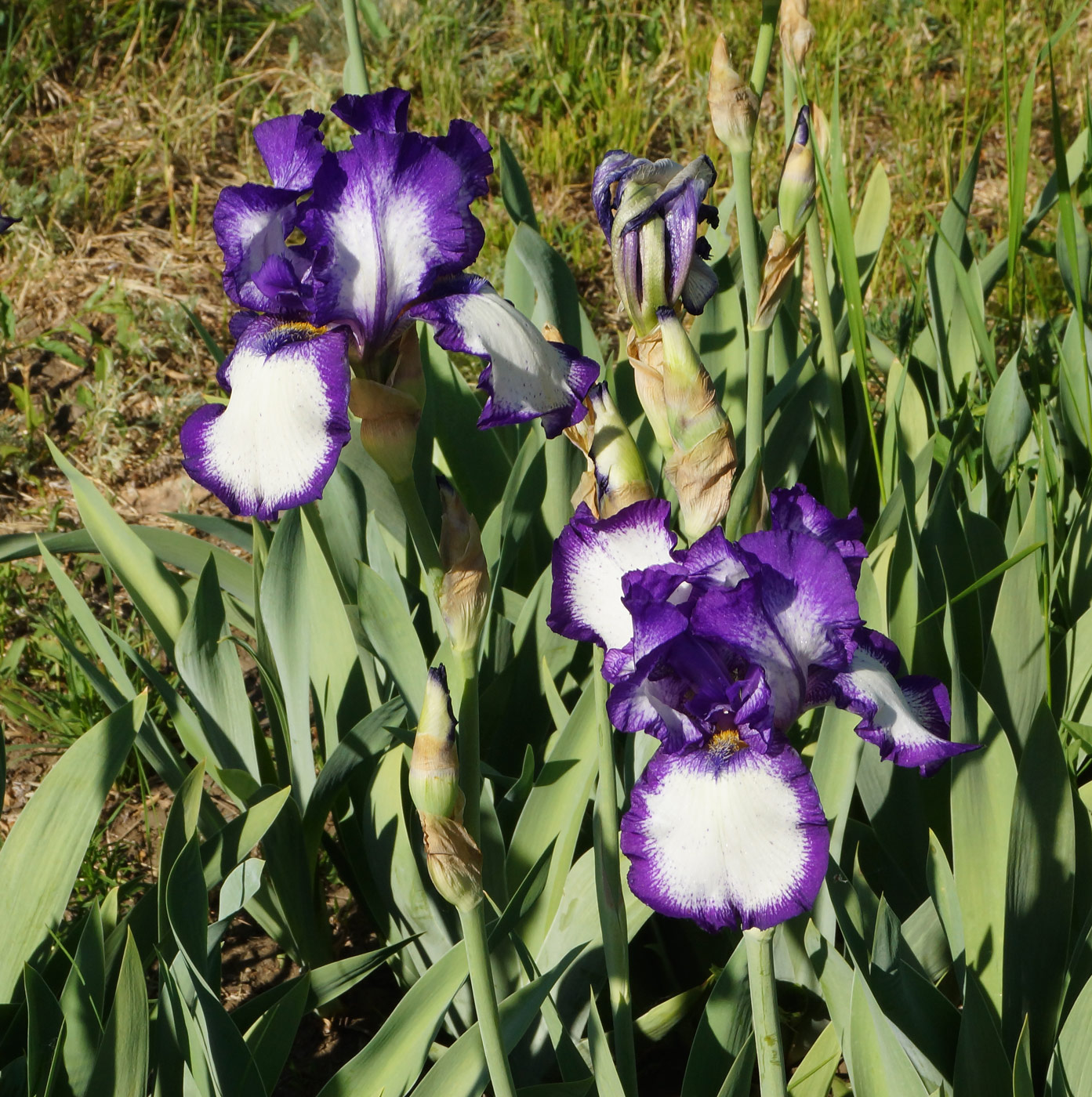 Image of Iris &times; hybrida specimen.