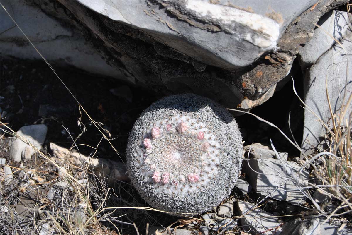 Image of Mammillaria formosa specimen.