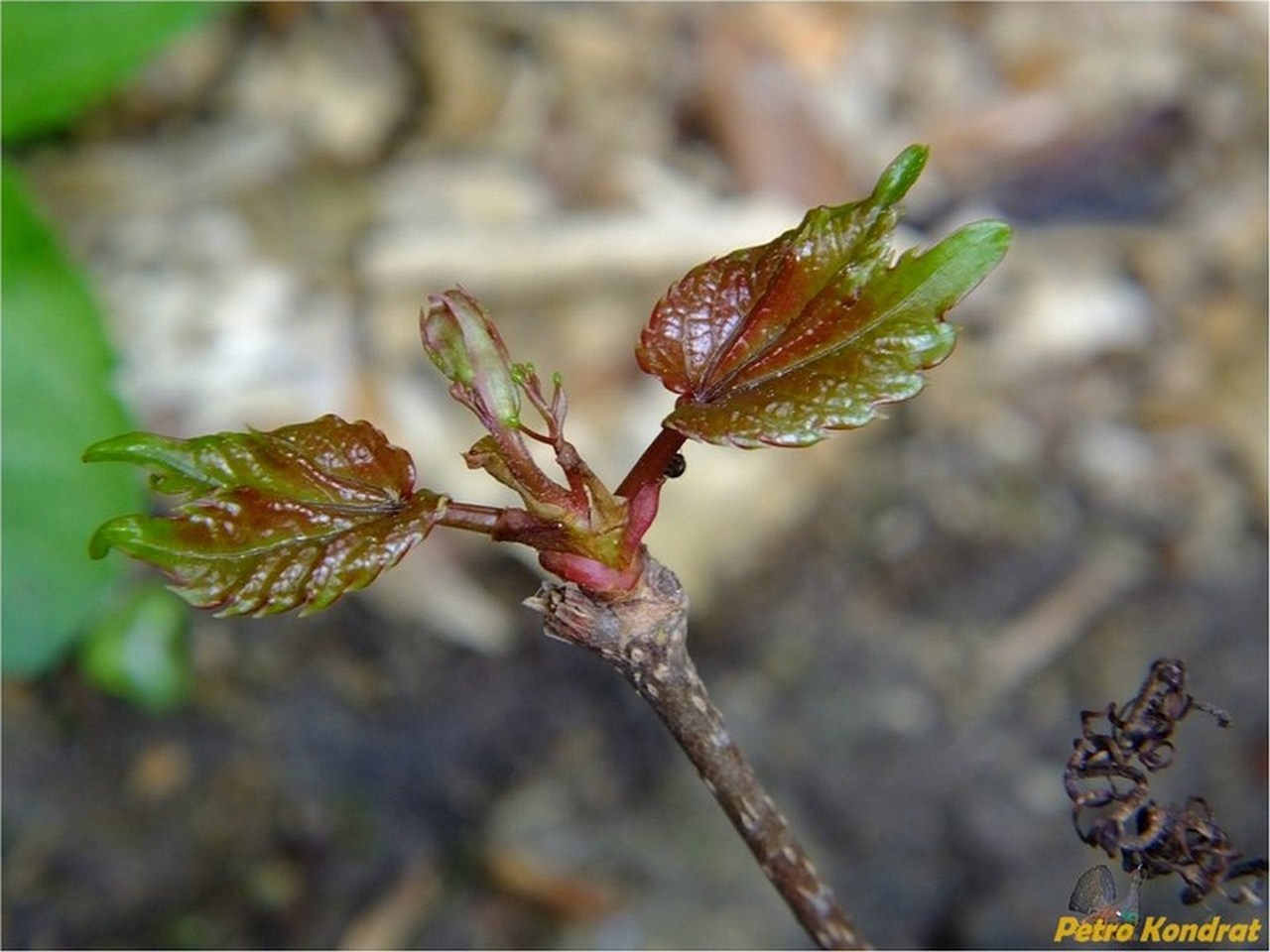 Image of Parthenocissus tricuspidata specimen.