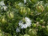 Nigella damascena. Цветки, завязавшиеся плоды и листья в верхней части растений. Казахстан, Восточно-Казахстанская обл, г. Усть-Каменогорск, в культуре на даче. 25.08.2018.