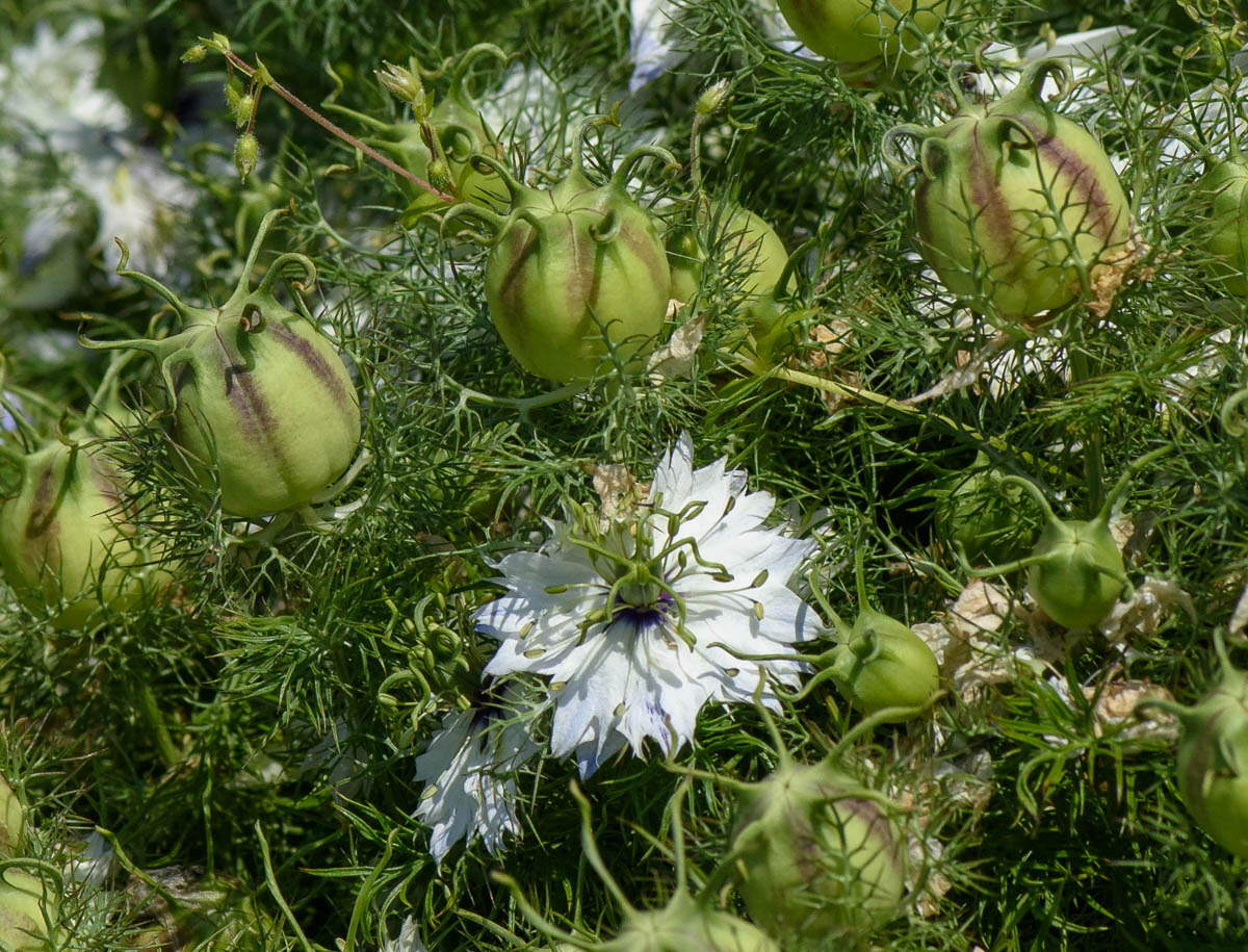 Image of Nigella damascena specimen.