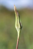 Tragopogon pratensis