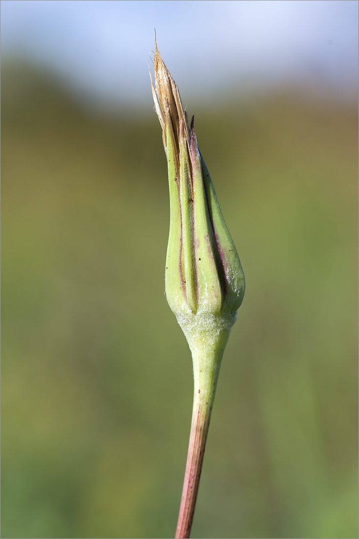 Изображение особи Tragopogon pratensis.