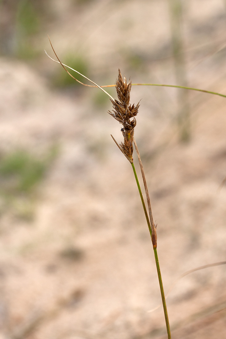 Изображение особи Carex arenaria.