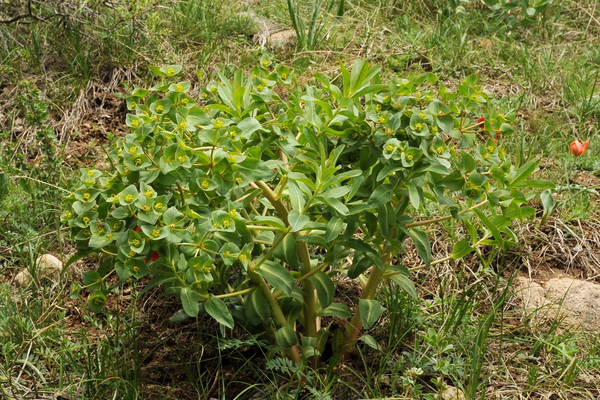 Image of Euphorbia yaroslavii specimen.