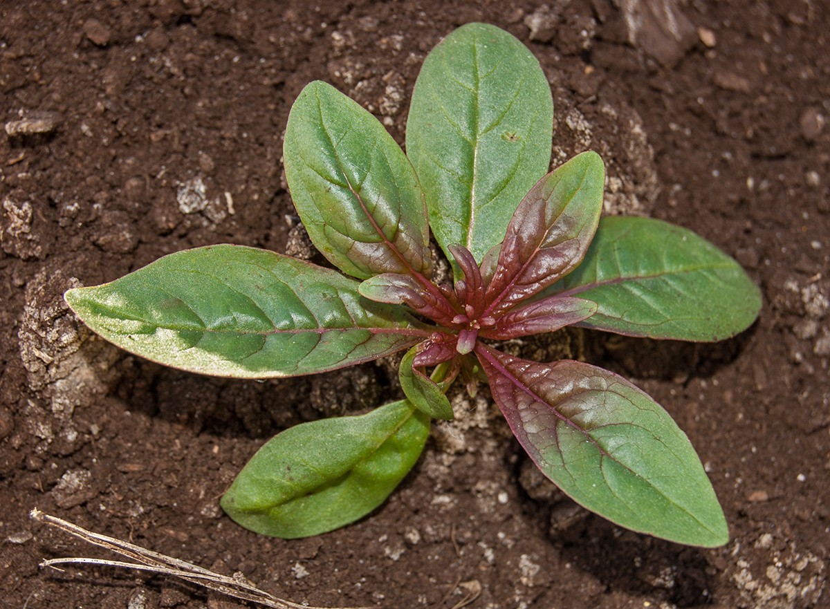 Image of Chamaenerion angustifolium specimen.