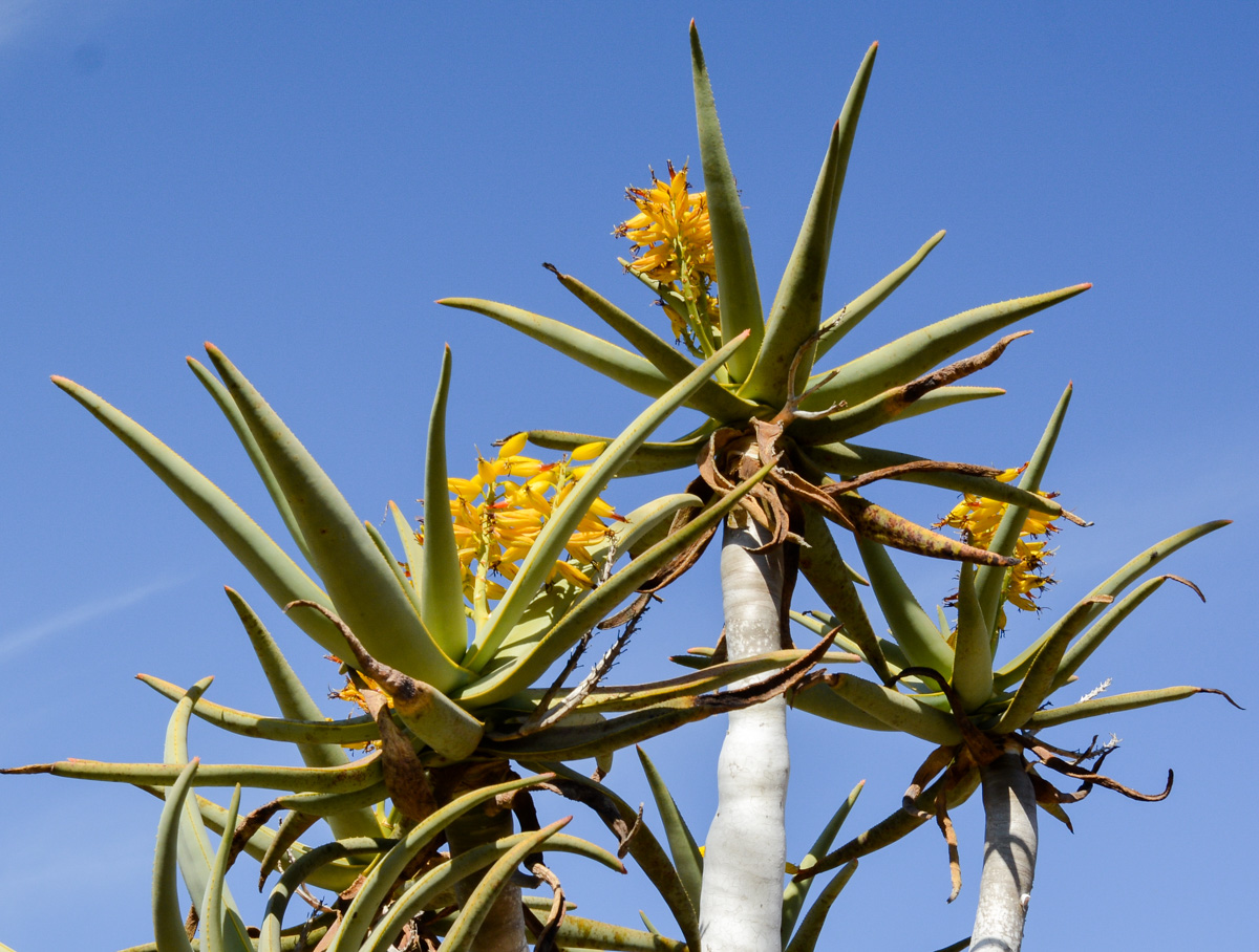 Image of Aloidendron dichotomum specimen.