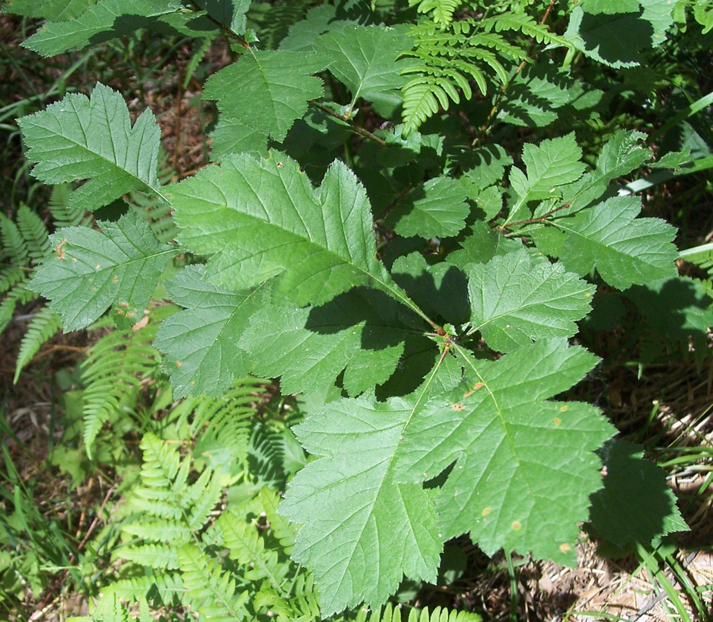 Image of Crataegus sanguinea specimen.