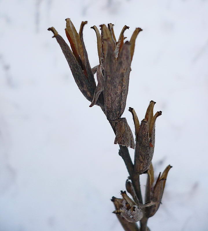 Image of Oenothera biennis specimen.