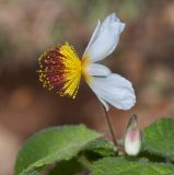 Sparmannia africana. Бутон и цветок. Израиль, Иудейские горы, г. Иерусалим, ботанический сад университета. 11.12.2018.