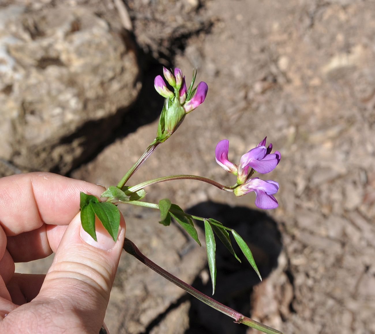 Изображение особи Lathyrus vernus.