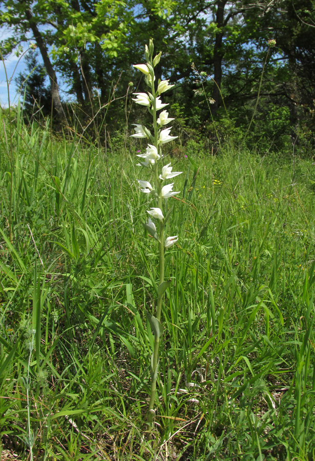 Изображение особи Cephalanthera epipactoides.