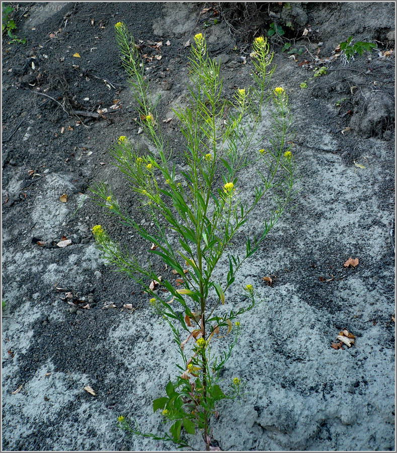 Image of Erysimum cheiranthoides specimen.