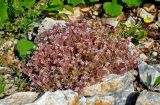 Sedum hispanicum. Цветущие растения. Сербия, национальный парк Тара, плоскогорье Равна Тара, западный берег оз. Заовине, каменистый склон. 11.07.2019.