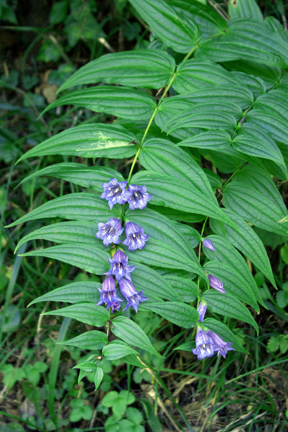 Image of Gentiana asclepiadea specimen.