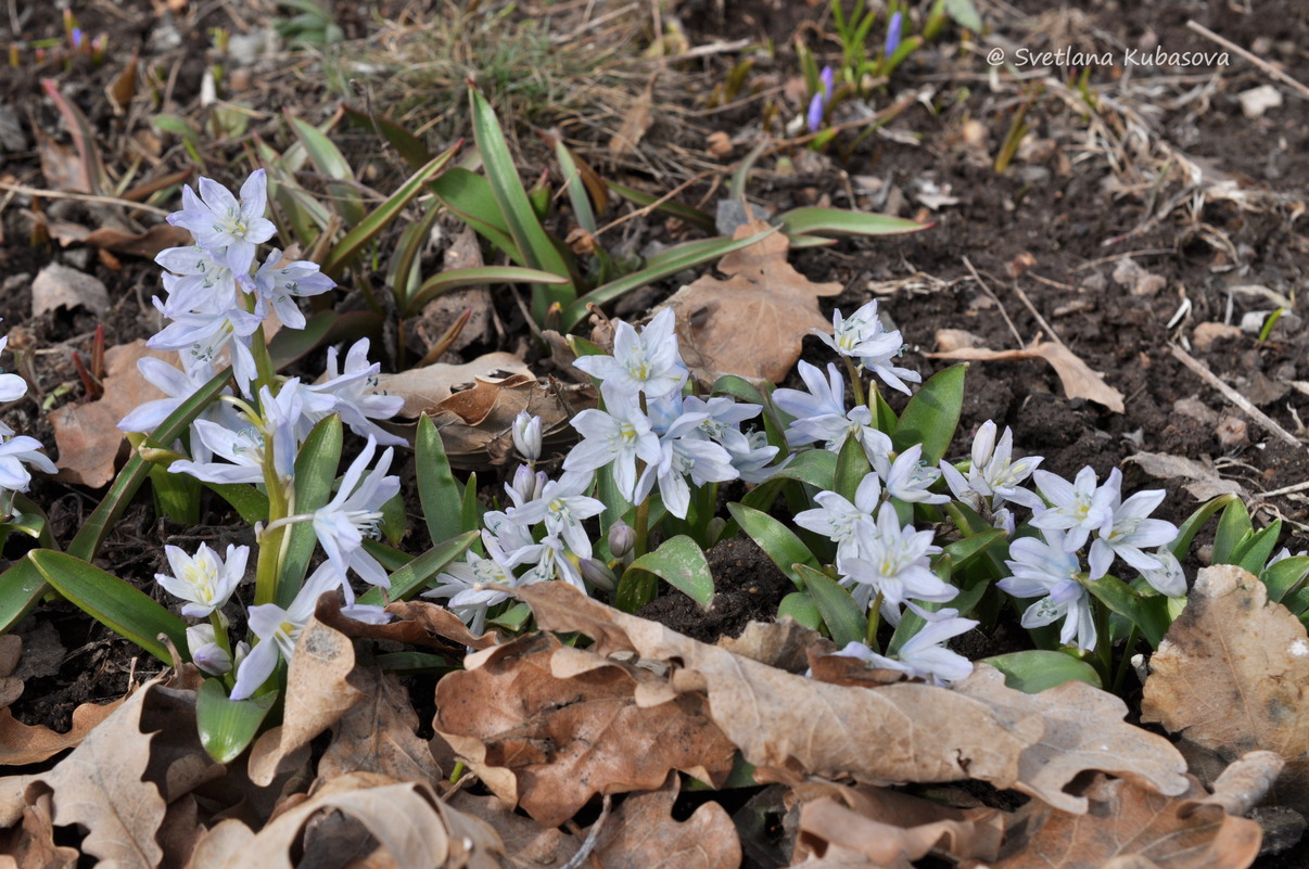 Image of Scilla mischtschenkoana specimen.