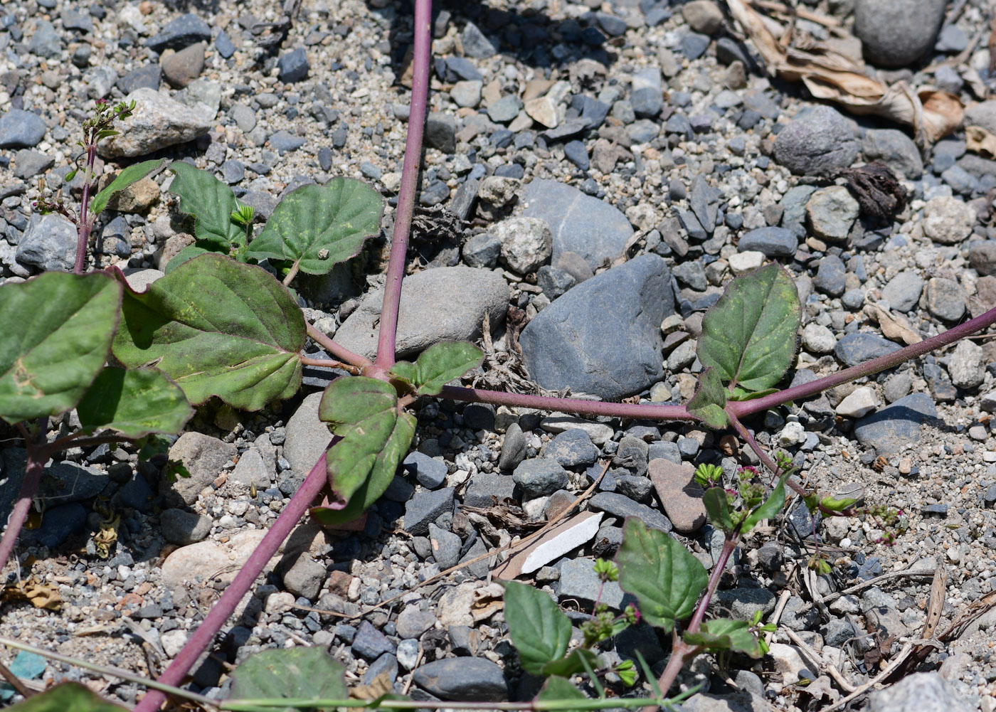 Image of Boerhavia coccinea specimen.