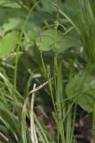 Carex sachalinensis