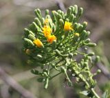 Hieracium robustum