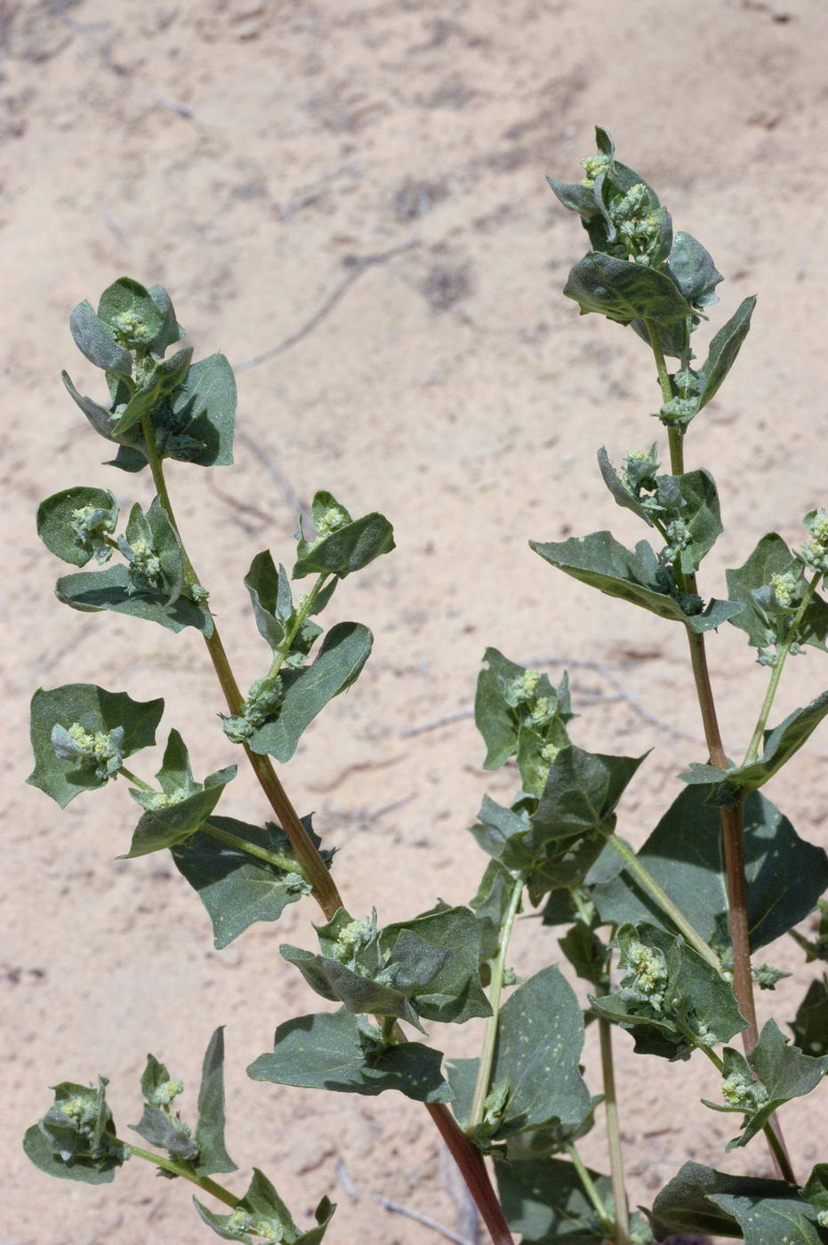 Image of Atriplex aucheri specimen.