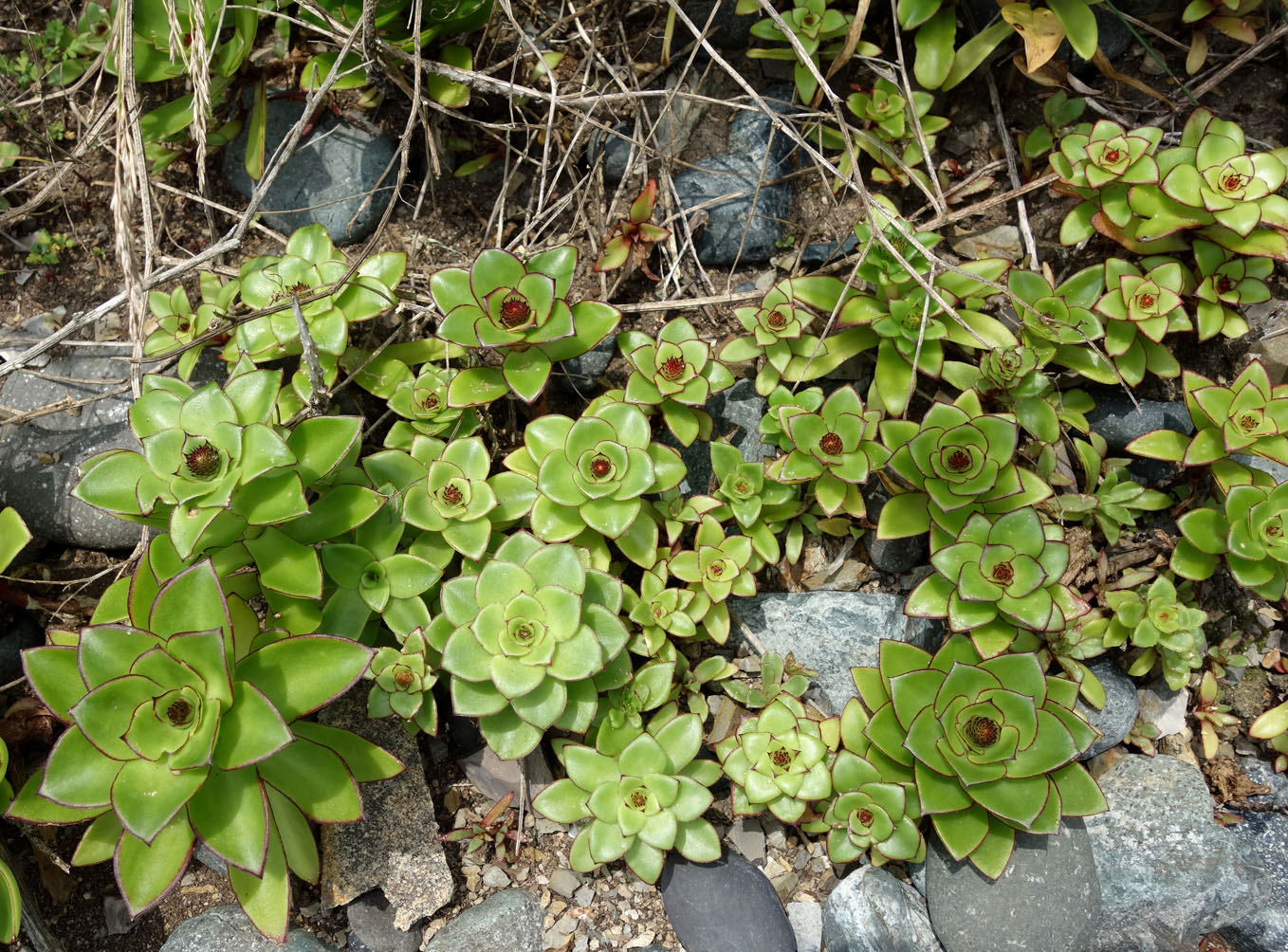 Image of Orostachys maximowiczii specimen.