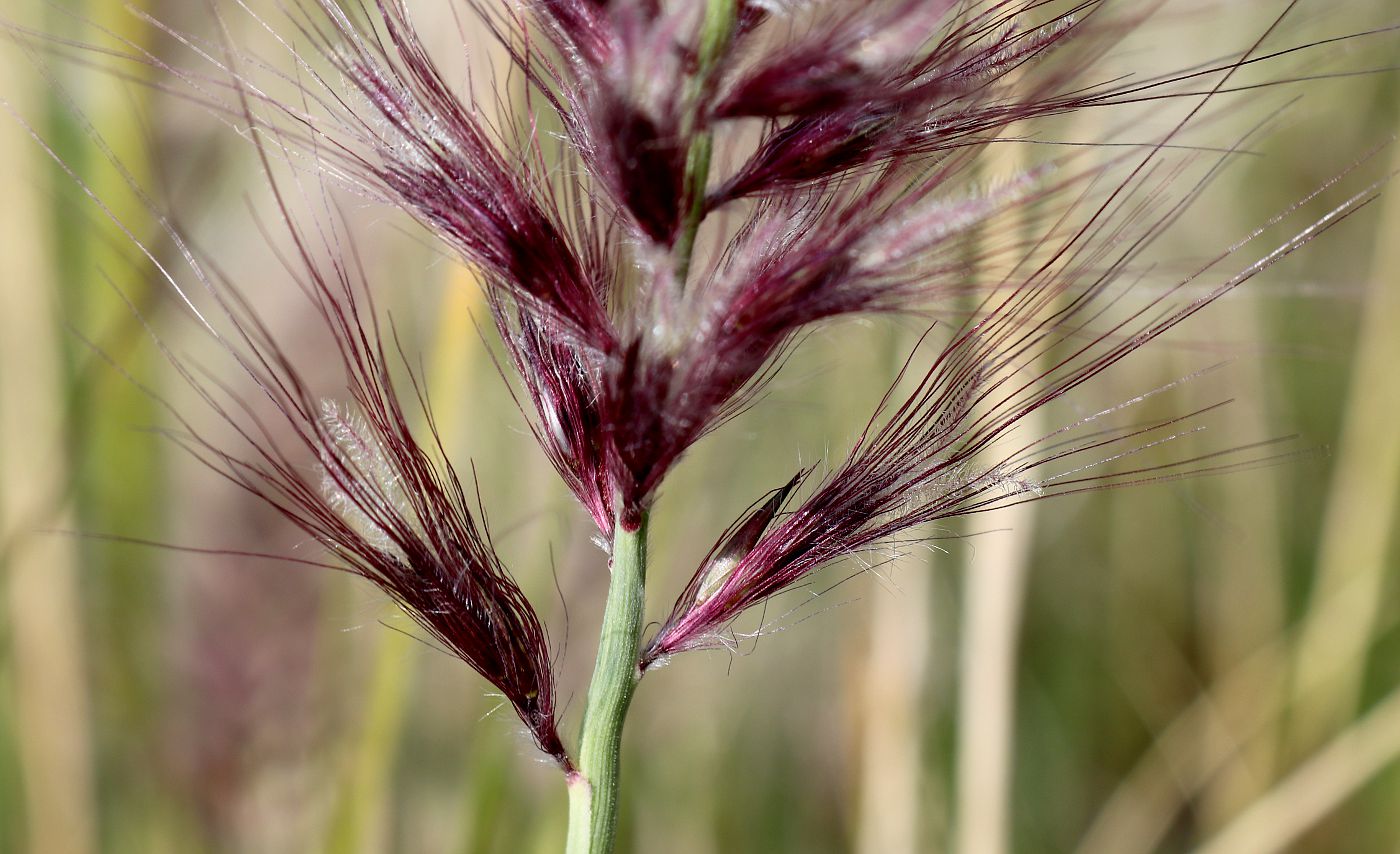 Изображение особи Pennisetum orientale.