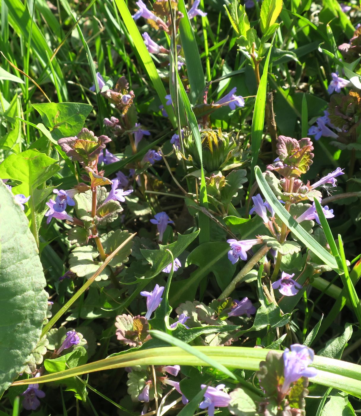 Изображение особи Glechoma hederacea.