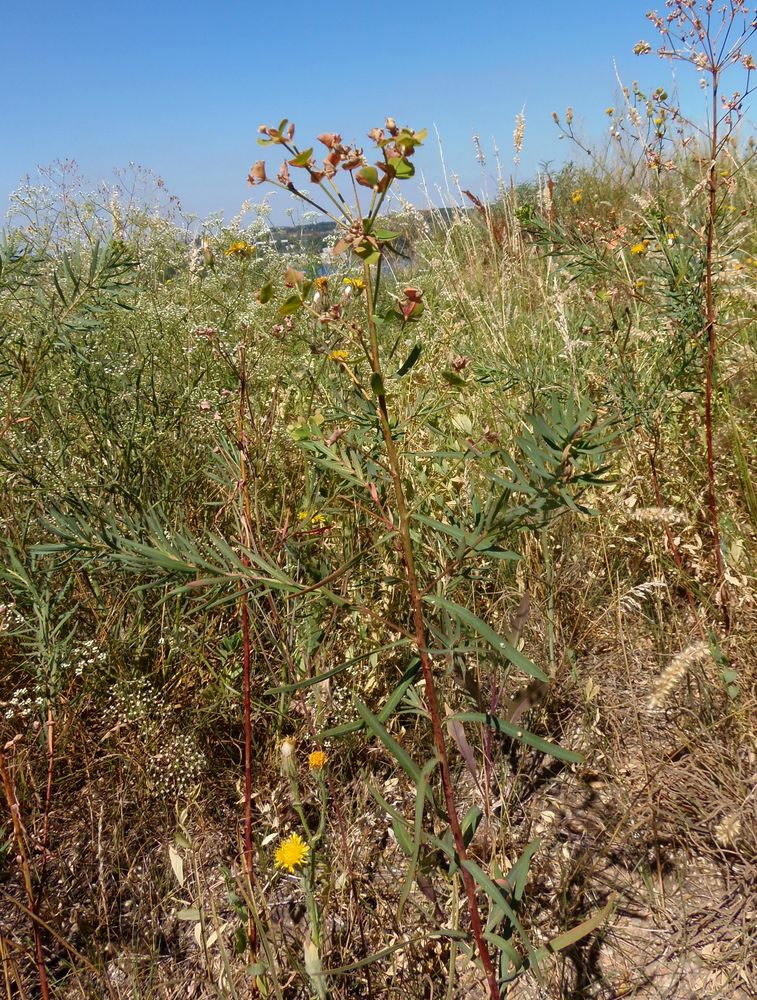 Image of Euphorbia esula specimen.