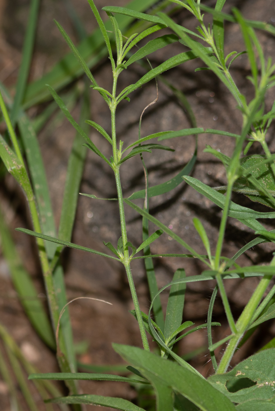 Image of Justicia divaricata specimen.