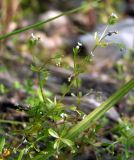 Galium trifidum. Верхушки цветущих и плодоносящих побегов. Магаданская обл., окр. г. Магадан, нижнее течение р. Дукча, на берегу среди камней. 30.07.2019.