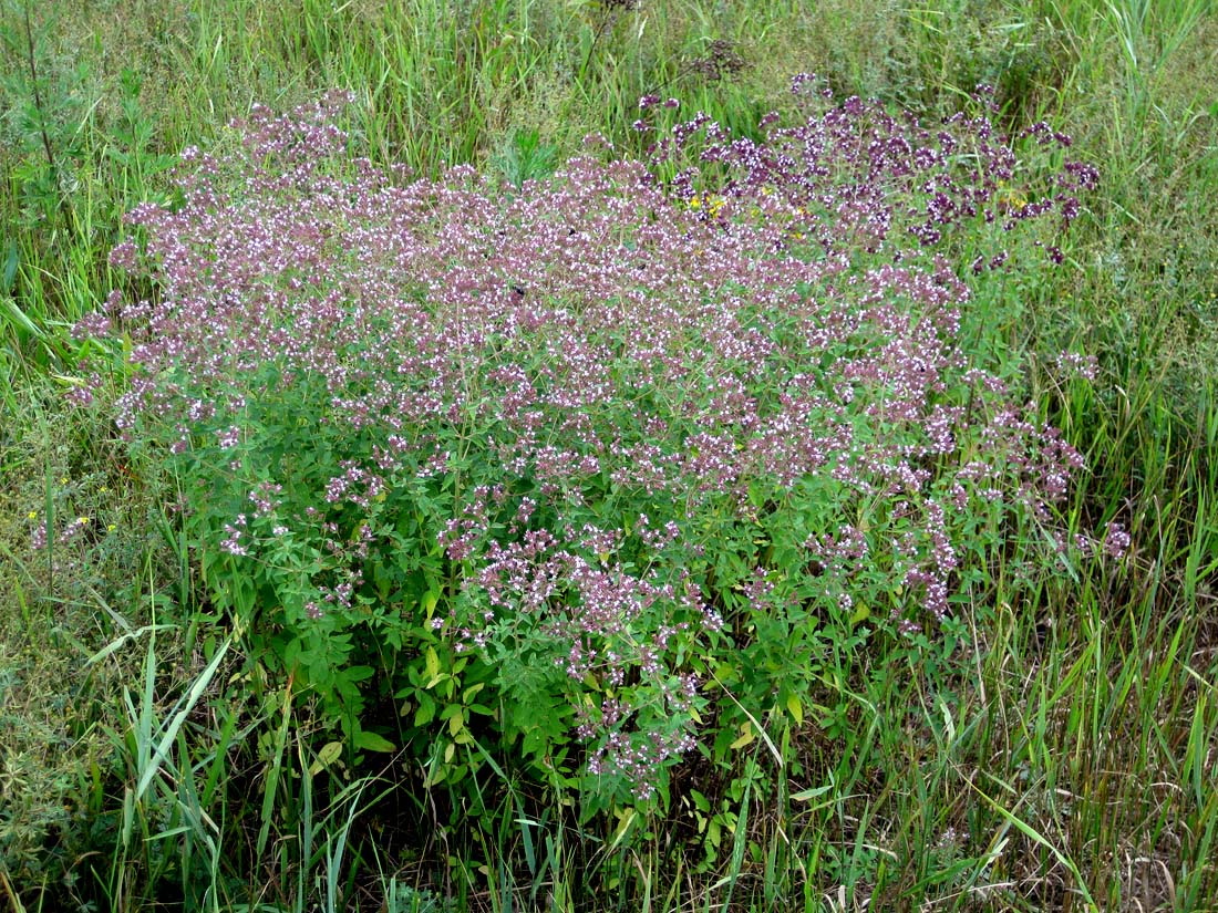 Image of Origanum vulgare specimen.